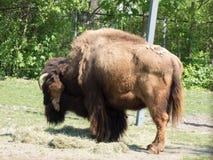 Bison mit seinem zurück zu der Kamera lizenzfreies stockbild Bison mit seinem zurück zu der Kamera lizenzfreies stockbild