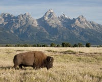 Bison moving across the grassland with snowy mountain peaks in the background royalty free stock image Bison moving across the grassland with snowy mountain peaks in the background royalty free stock image