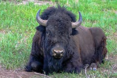 Bison resting in Grand Teton National Park in Jackson Hole, Wyoming. royalty free stock photos Bison resting in Grand Teton National Park in Jackson Hole, Wyoming. royalty free stock photos