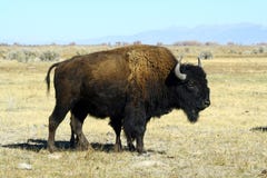 Bison sur les plaines photographie stock libre de droits Bison sur les plaines photographie stock libre de droits
