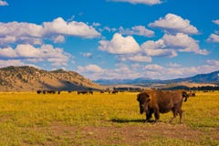 Bisone in Yellowstone Nationalpark lizenzfreies stockbild Bisone in Yellowstone Nationalpark lizenzfreies stockbild