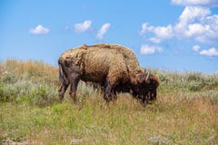 Bisonte americano che pasce immagini stock Bisonte americano che pasce immagini stock