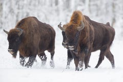 Bisonte europeo - bonasus del bisonte en el Knyszyn Forest Poland imagen de archivo Bisonte europeo - bonasus del bisonte en el Knyszyn Forest Poland imagen de archivo