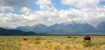 Bisonte in parco nazionale Teton immagini stock Bisonte in parco nazionale Teton immagini stock
