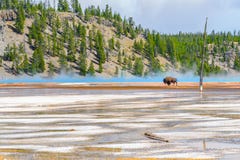 Bisonüberfahrt großartiger prismatischer Frühling in Yellowstone Nationalpark lizenzfreie stockfotos Bisonüberfahrt großartiger prismatischer Frühling in Yellowstone Nationalpark lizenzfreie stockfotos