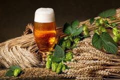 Bière avec les houblon et l'orge photo stock Bière avec les houblon et l'orge photo stock