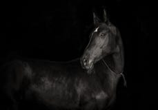 Black akhal-teke horse on black background monochrome p stock photography Black akhal-teke horse on black background monochrome p stock photography