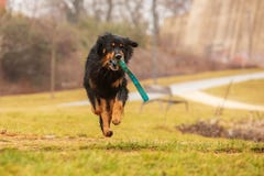 Black And Gold Hovie, Dog Hovawart Running In The Park Royalty Free Stock Photography