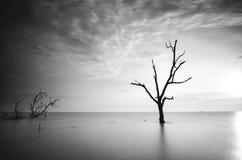 Black And White Image Of Dead Mangrove Tree Surrounding By Sea Water During Sunset. Royalty Free Stock Images Black And White Image Of Dead Mangrove Tree Surrounding By Sea Water During Sunset. Royalty Free Stock Images
