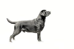 Black And White Photo Adult Dog Of Breed A Labrador Retriever In The Rack Stock Photography