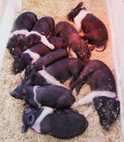 Black And White Piglets Royalty Free Stock Photo