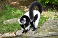 Black And White Ruffed Lemur Royalty Free Stock Photography