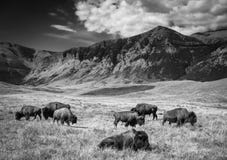 Black And White Shot Of Buffalo Grazing On The Plains Royalty Free Stock Image