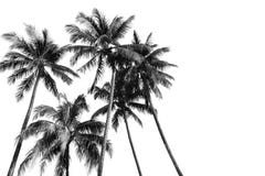 Black And White Silhouettes Tropical Coconut Palm Trees Stock Image