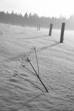 Black And White Winter Stock Photography