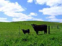 Black angus cow and her calf