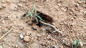 Black ant's group's nice meeting wildlife beautiful park outdoors 4k footage