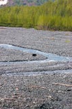 Black bear in Exit Glacier royalty free stock image Black bear in Exit Glacier royalty free stock image