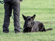 black tervuren