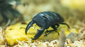 Black beetle in pineapple stock images Black beetle in pineapple stock images