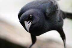 Black Bird Stock Photography