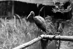 Black bird on the fence is watching the grass stock photos Black bird on the fence is watching the grass stock photos