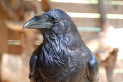 Black bird raven with open beak sitting on the stone. stock images Black bird raven with open beak sitting on the stone. stock images