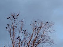Birds in a tree with blue sky winter. royalty free stock image Birds in a tree with blue sky winter. royalty free stock image