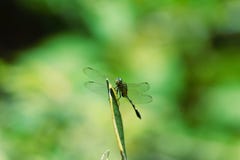 Black camouflage green dragonfly perched on a bag royalty free stock photo Black camouflage green dragonfly perched on a bag royalty free stock photo