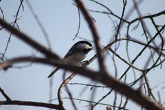 black capped chickadee royaltyfri bild black capped chickadee royaltyfri bild