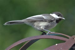 Black capped chickadee on metal stand royalty free stock images Black capped chickadee on metal stand royalty free stock images