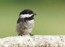Black Capped Chickadee - Parus atricapillus Royalty Free Stock Photography Black Capped Chickadee - Parus atricapillus Royalty Free Stock Photography