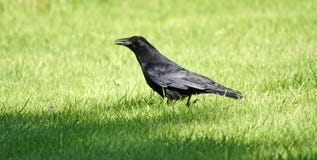 Black crow foraging in the grass