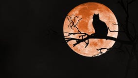 Black Cat on a Branch with Orange Full Moon 4K Loop