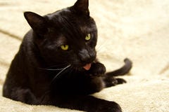 Black Cat Cleaning His Paw Stock Images