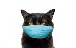 Black cat with face mask