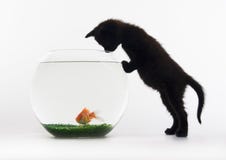Black Cat & Gold Fish Stock Photo