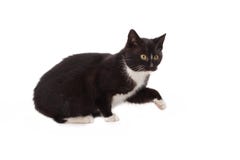 Black cat - isolated royalty free stock photo Black cat - isolated royalty free stock photo