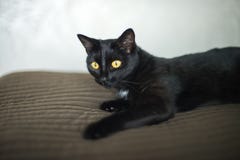 Black cat is lying on the bed royalty free stock image Black cat is lying on the bed royalty free stock image