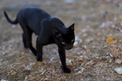 Black cat with yellow eyes walking down the street royalty free stock photos Black cat with yellow eyes walking down the street royalty free stock photos