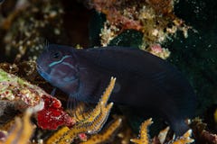 black coralblenny fish on coral