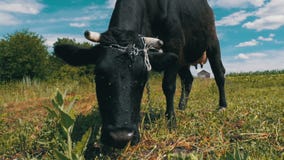 Black Cow Grazing on Meadow near the Village on Sky Background. Slow Motion stock footage Black Cow Grazing on Meadow near the Village on Sky Background. Slow Motion stock footage