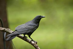 Black Crow on bare limb
