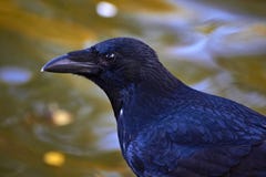 Black crow bird raven portrait corbie feathers stock photography Black crow bird raven portrait corbie feathers stock photography