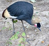 Black Crowned Crane 4 Stock Photography