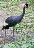 Black Crowned Crane 5 Royalty Free Stock Images