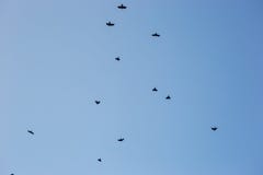 Black crows in the sky stock image Black crows in the sky stock image
