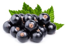 Black currant branch Royalty Free Stock Images Black currant branch Royalty Free Stock Images