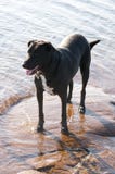 Black Dog Enjoying The Water Stock Images