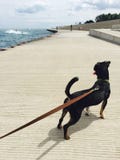 Black dog pulls on leash on Lake Michigan riverwalk stock photography Black dog pulls on leash on Lake Michigan riverwalk stock photography